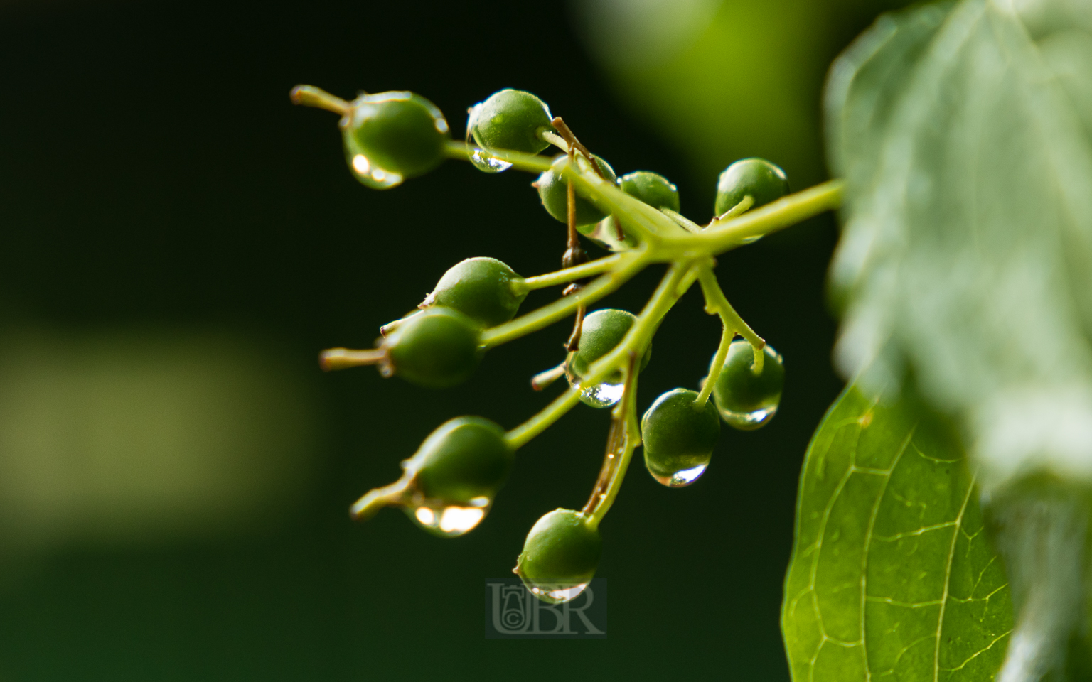 traubenkiesche_fruechte_2