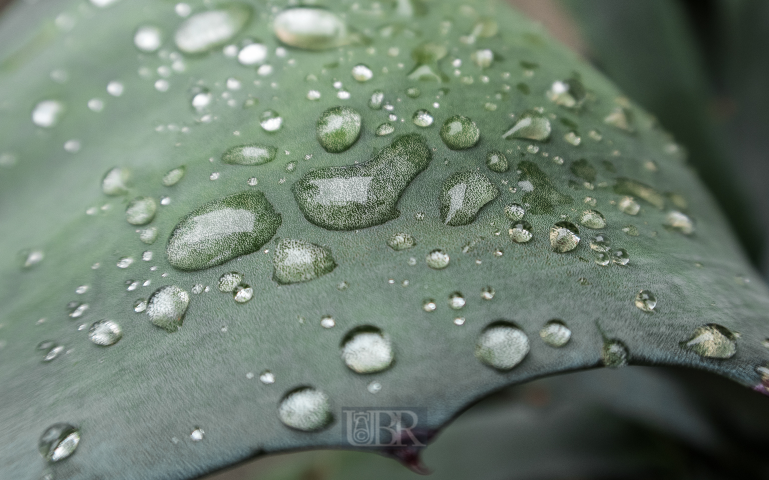 tropfen_auf_agave_g7xII_01