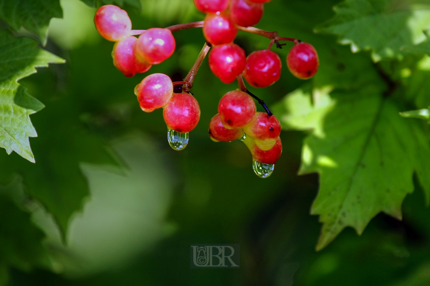 zwei_wassertropfen