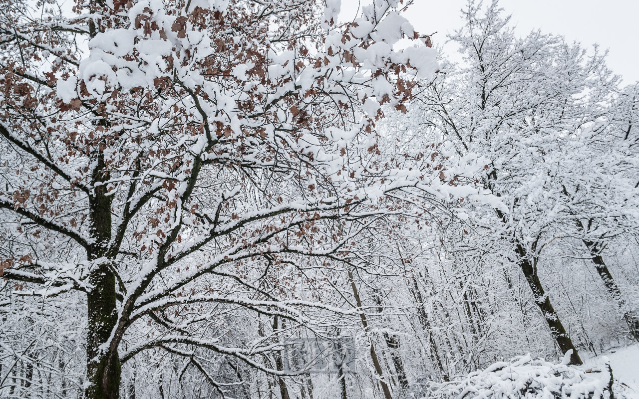 Verschneite Bäume am Isardamm