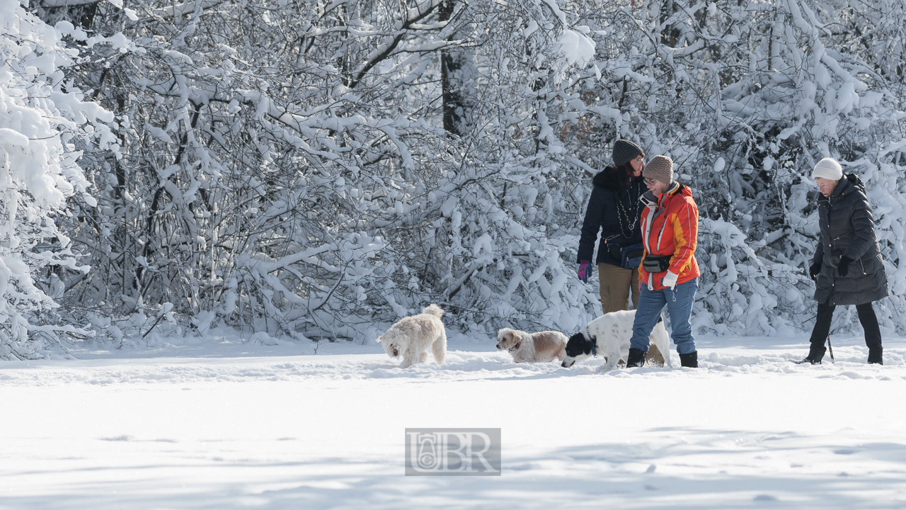 winter_hunde_paradies_01