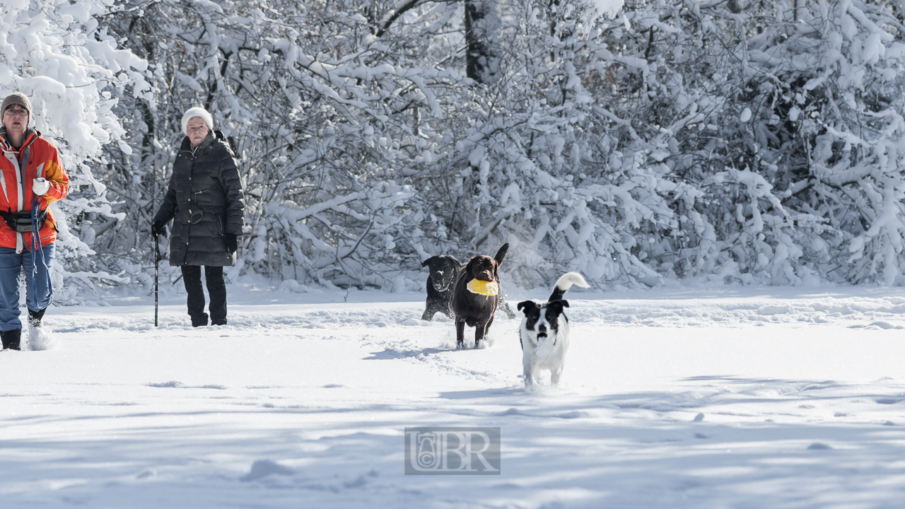 winter_hunde_paradies_02