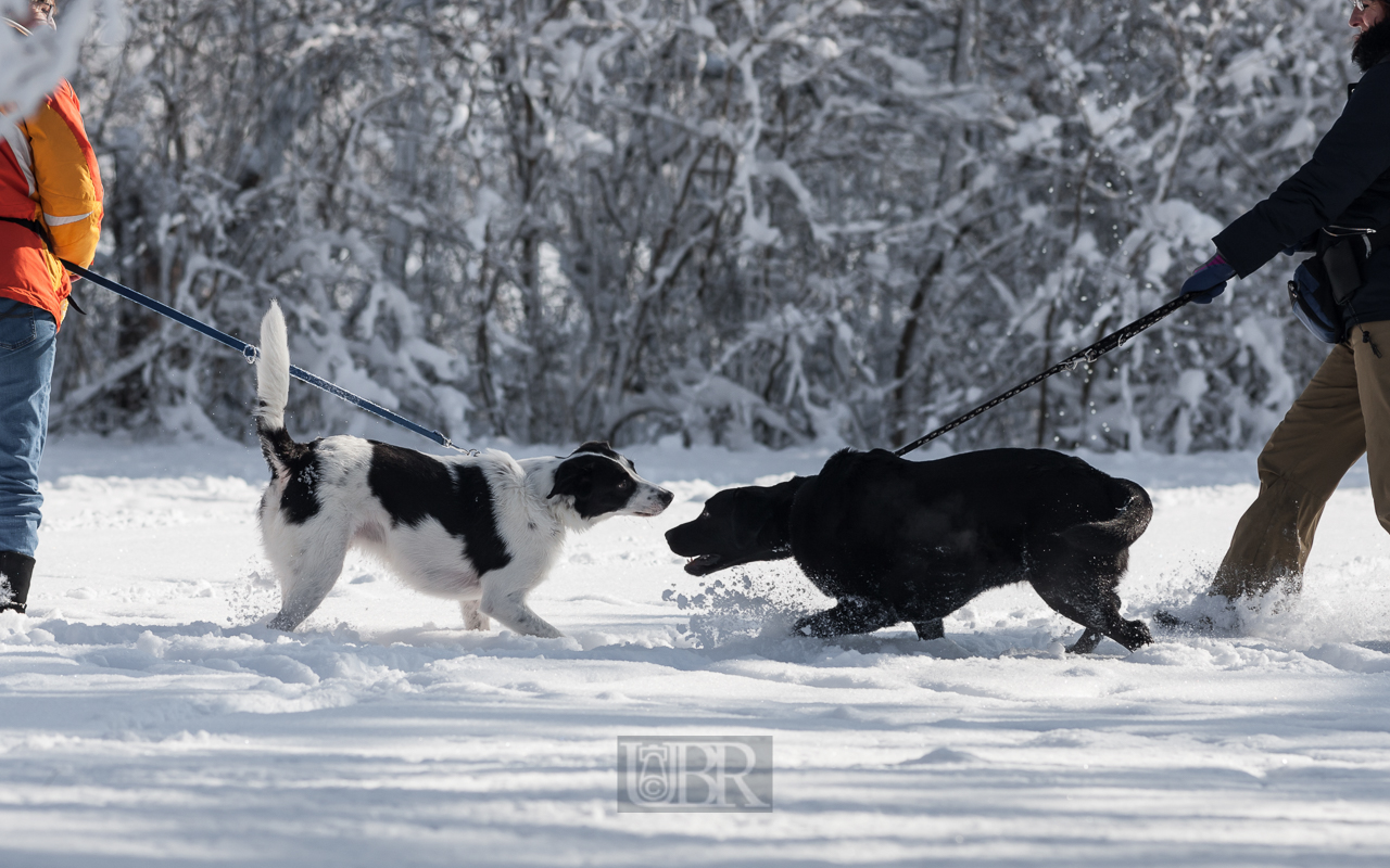 winter_hunde_paradies_04