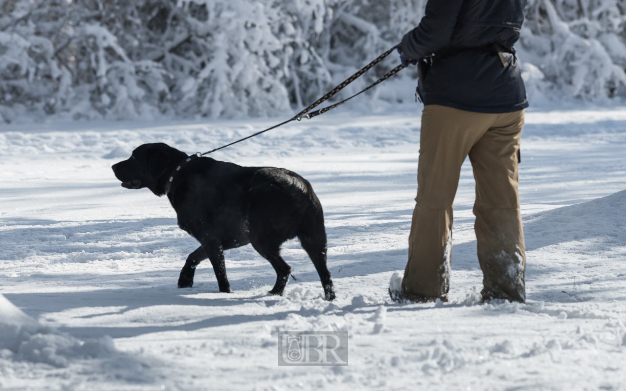 winter_hunde_paradies_05