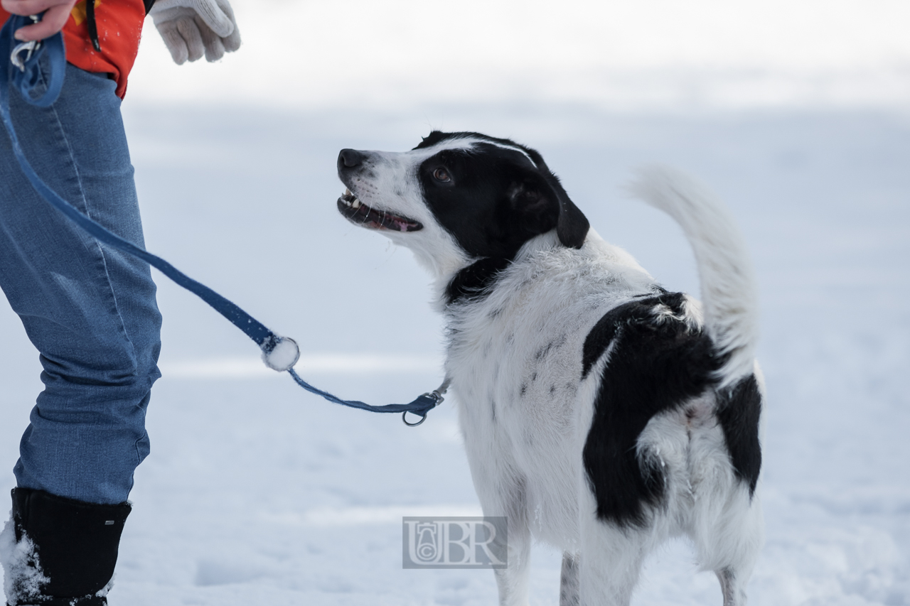 winter_hunde_paradies_06