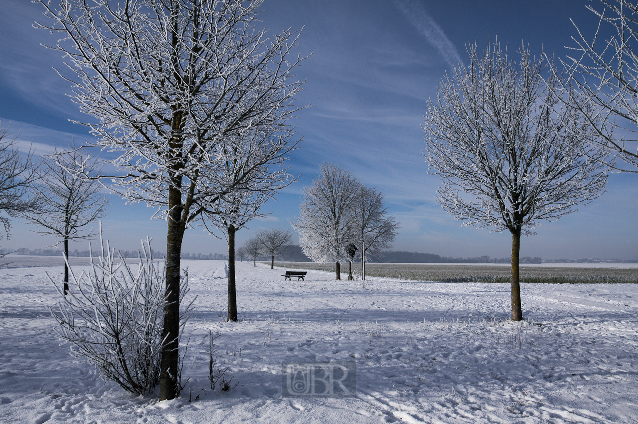 winter_morgen_baeume_01