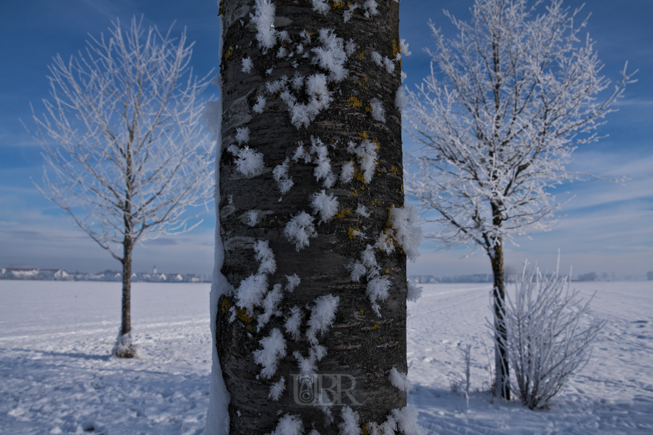 winter_morgen_baeume_02