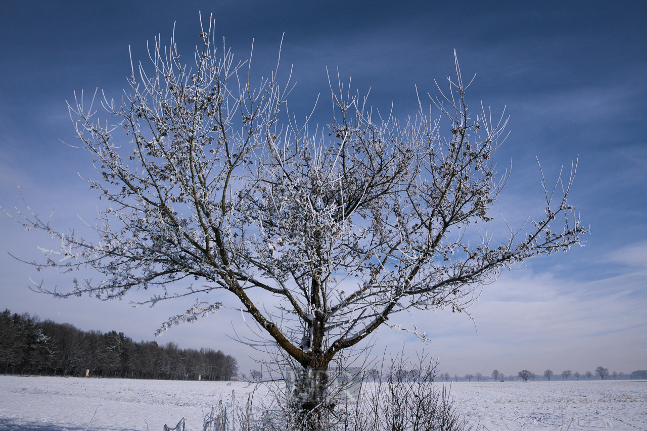 winter_morgen_baeume_04