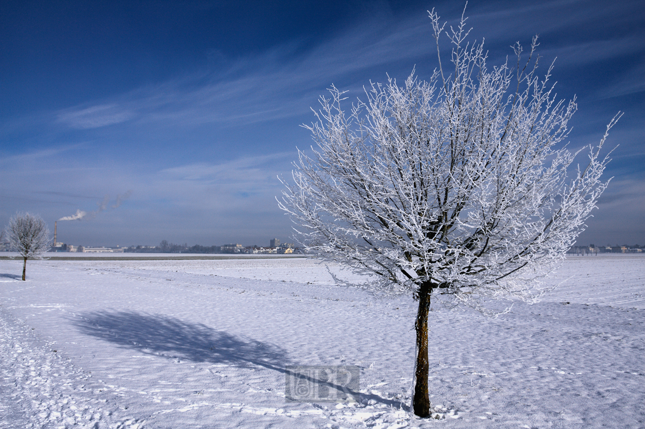 winter_morgen_baeume_05