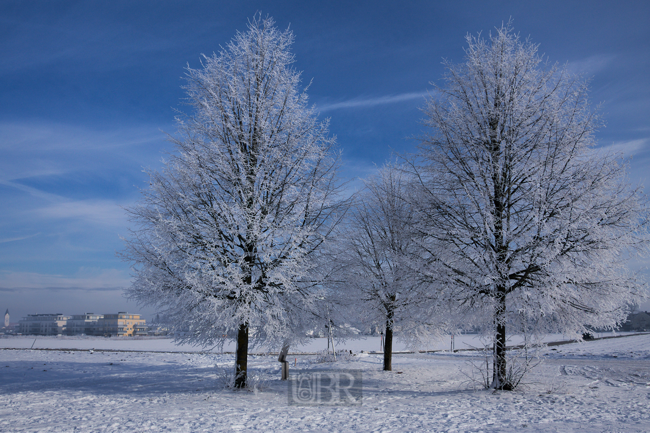 winter_morgen_baeume_07