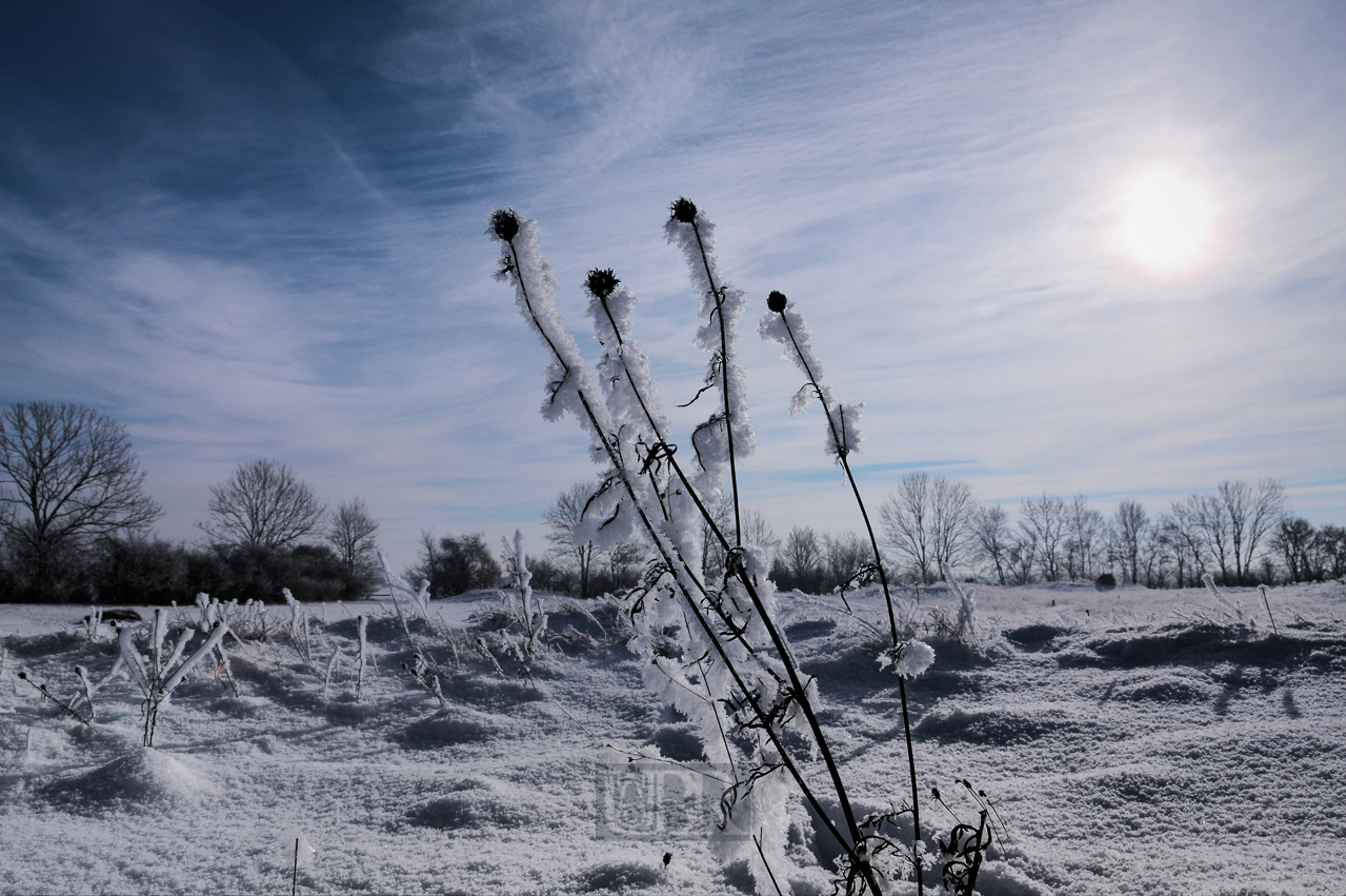 winter_morgen_kalt_03