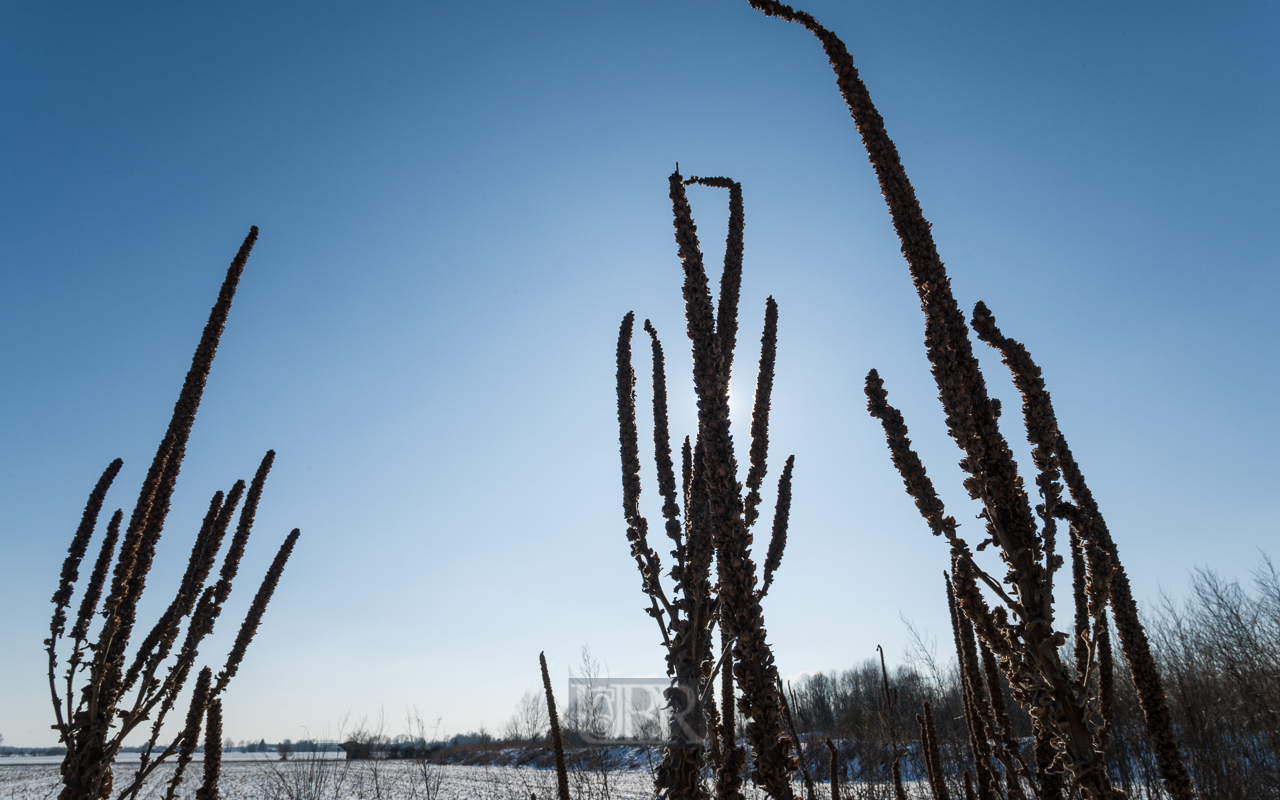 Winter weißblau im Hallberg - Moos