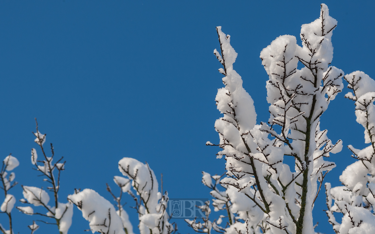 Schneeumhüllte Zweige vor blauem Himmel