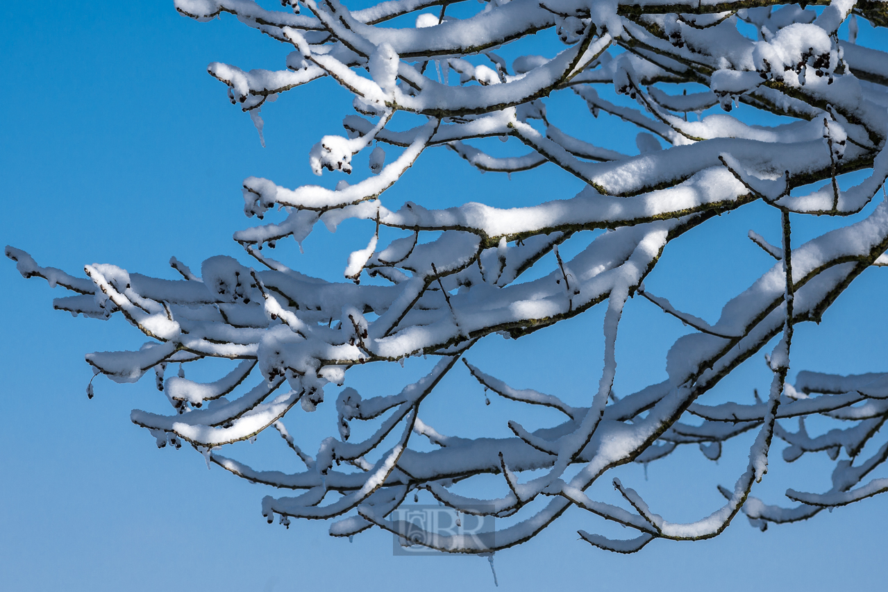 Schneeumhüllte Äste vor blauem Himmel