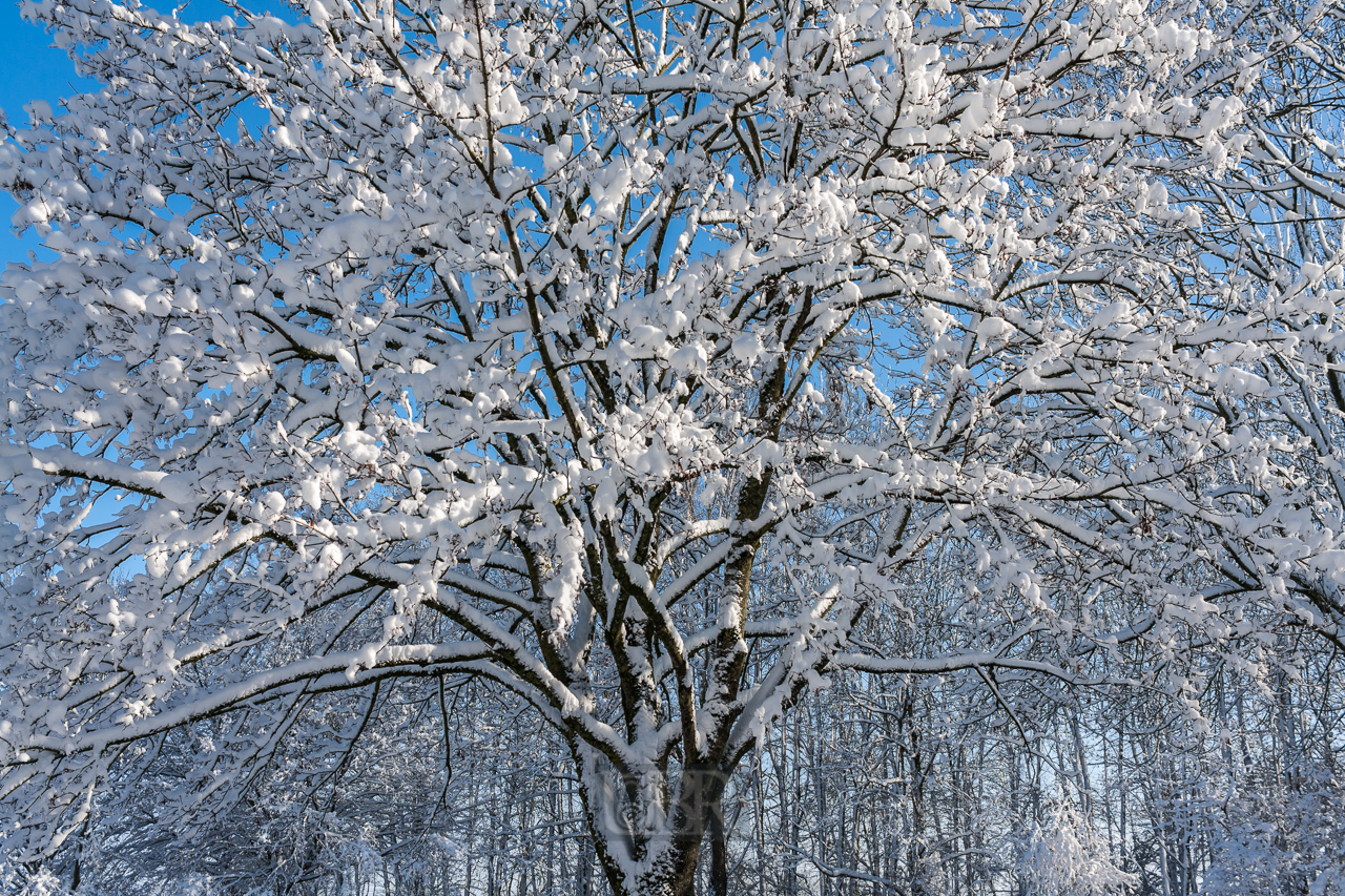 Schneebedeckter Baum vor blauem Himmel