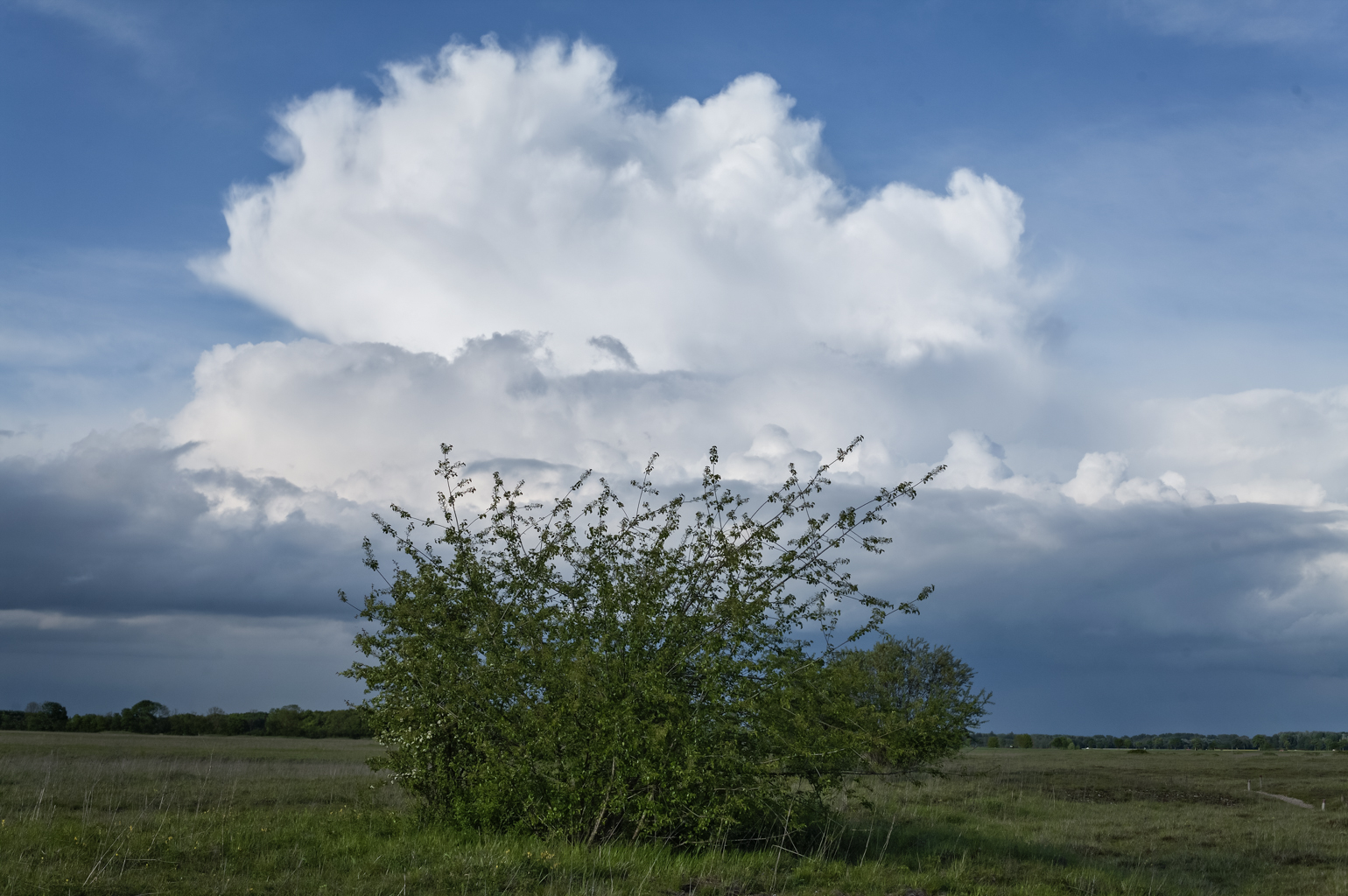 garchinger_heide_04_busch_wolken