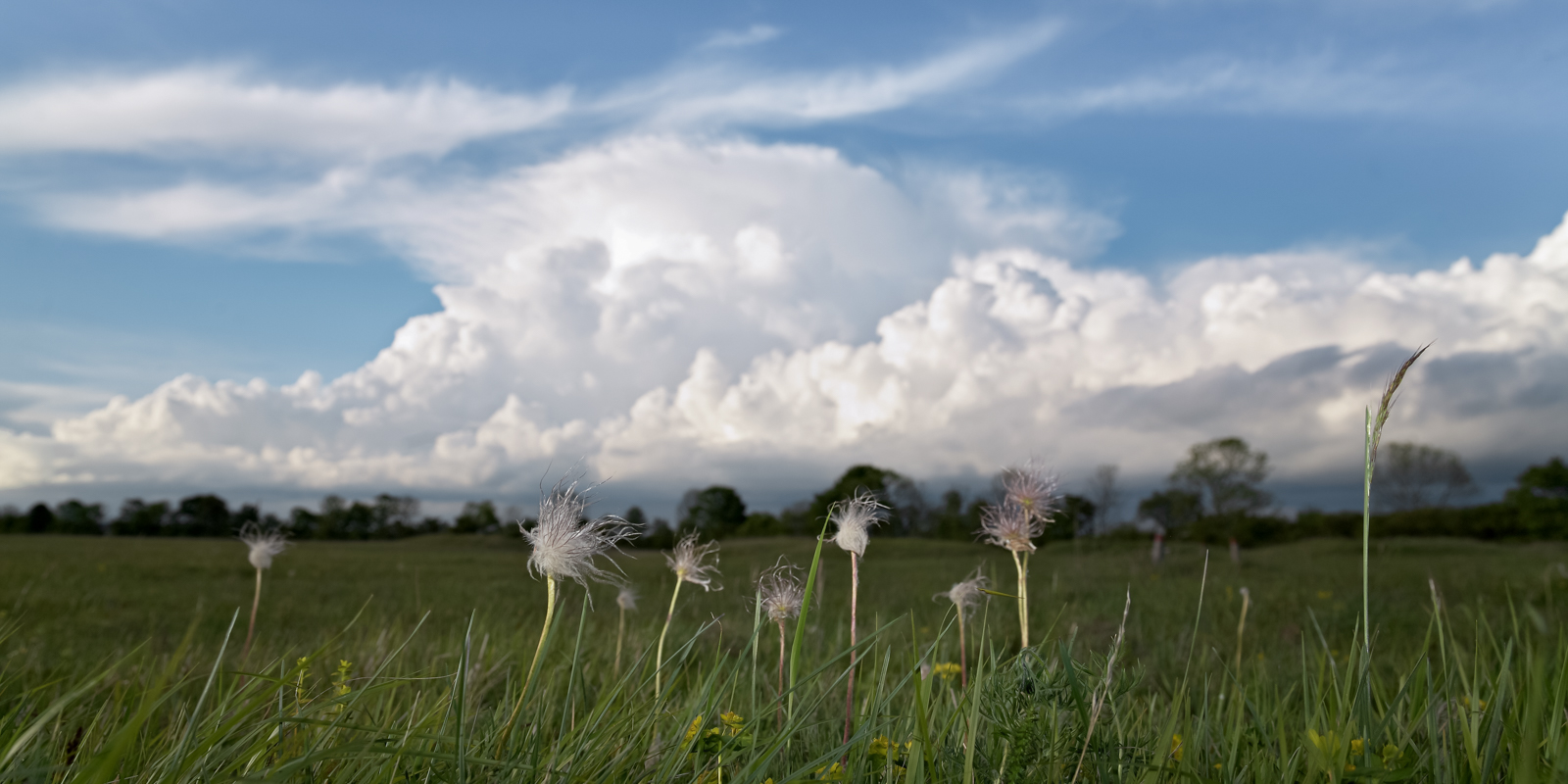 garchinger_heide_08_blueten_wolken