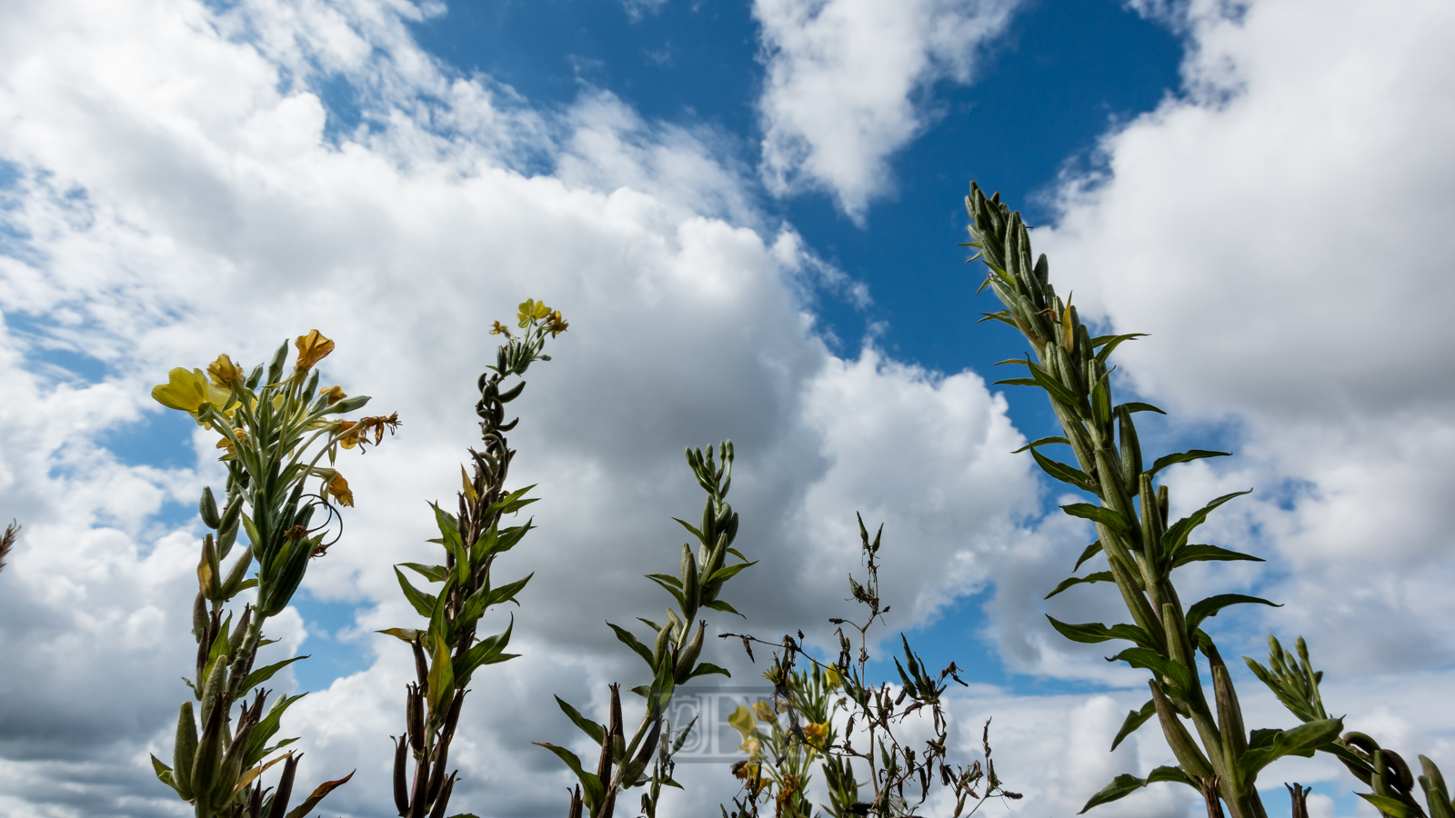wolken_berge_im_moos_1