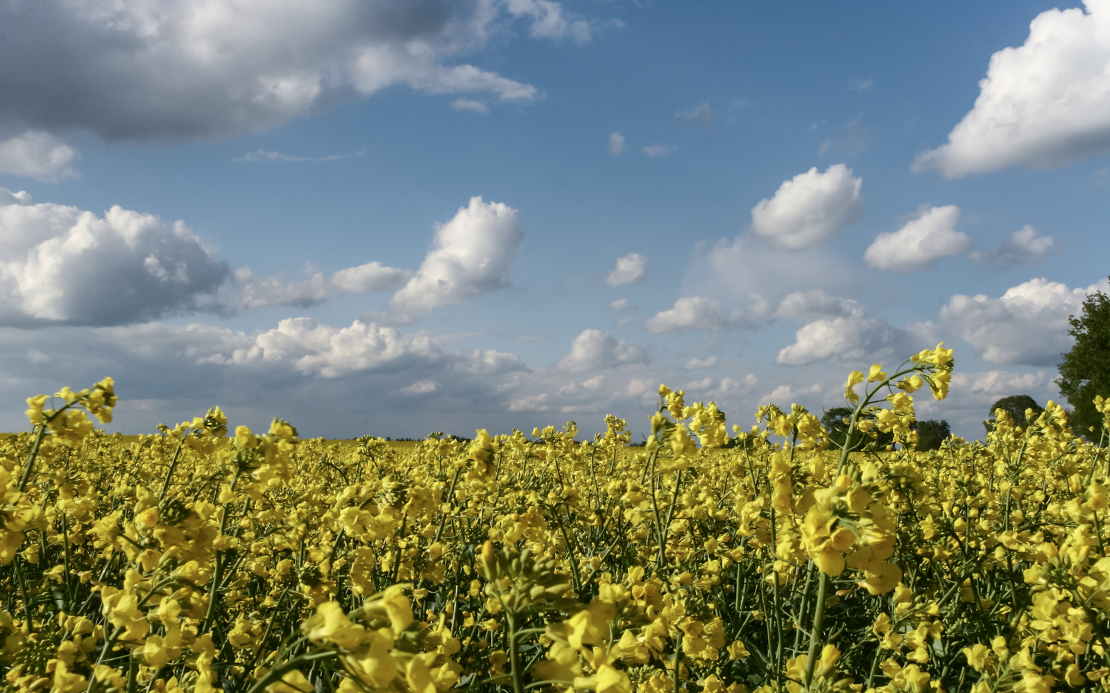 wolken_ueber_rapsfeld_02