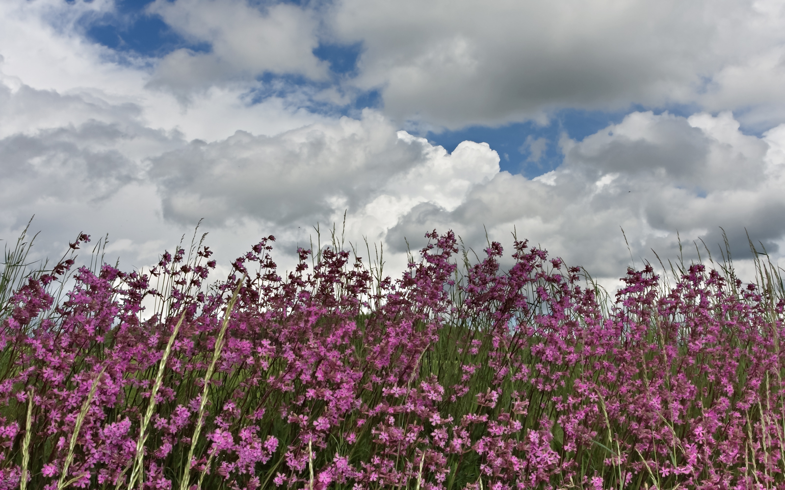 wolken_ueber_seifenkraut