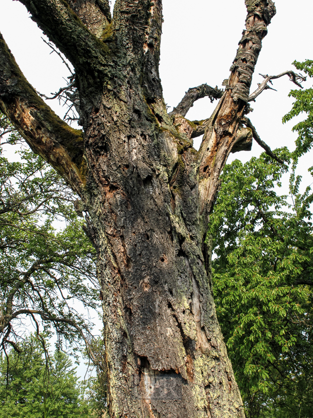 Der Baum hat kapituliert