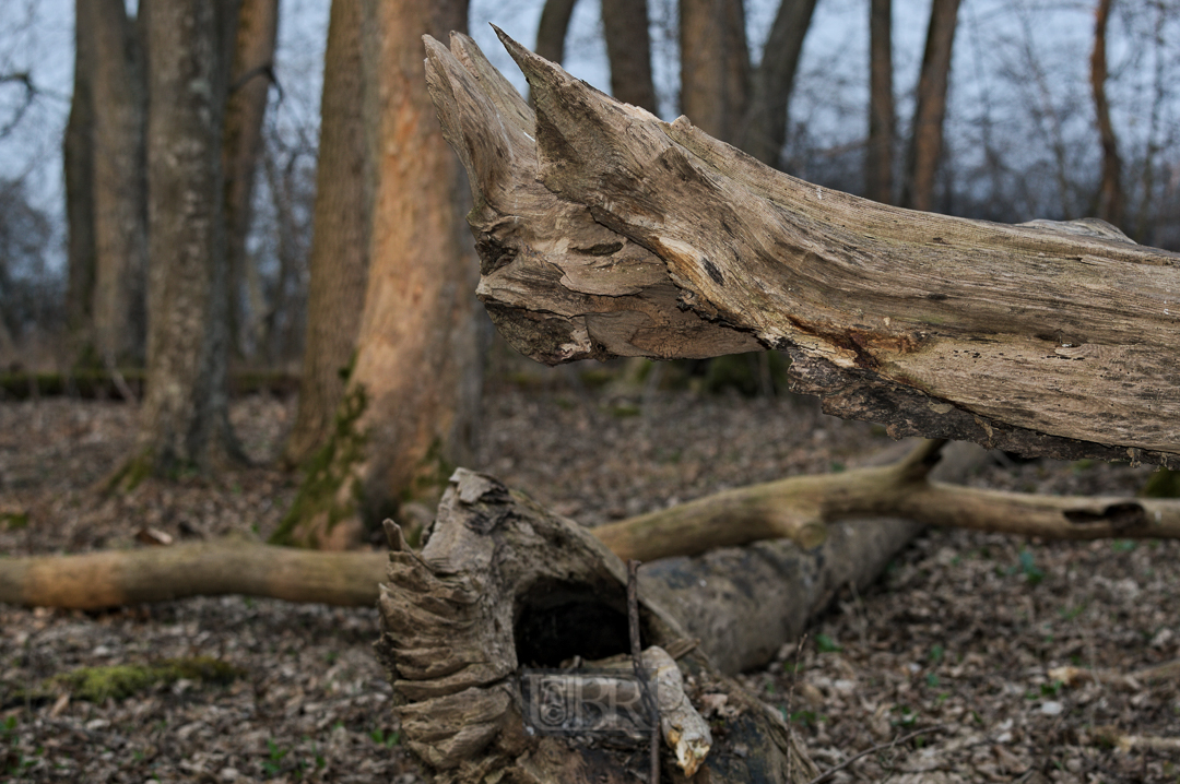 Zerfall in der Echinger Lohe