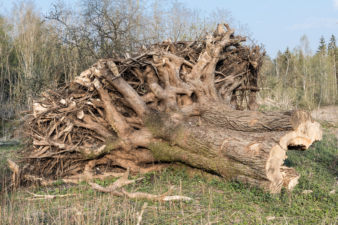 Bäume nach Lebensende - im Zengermoos