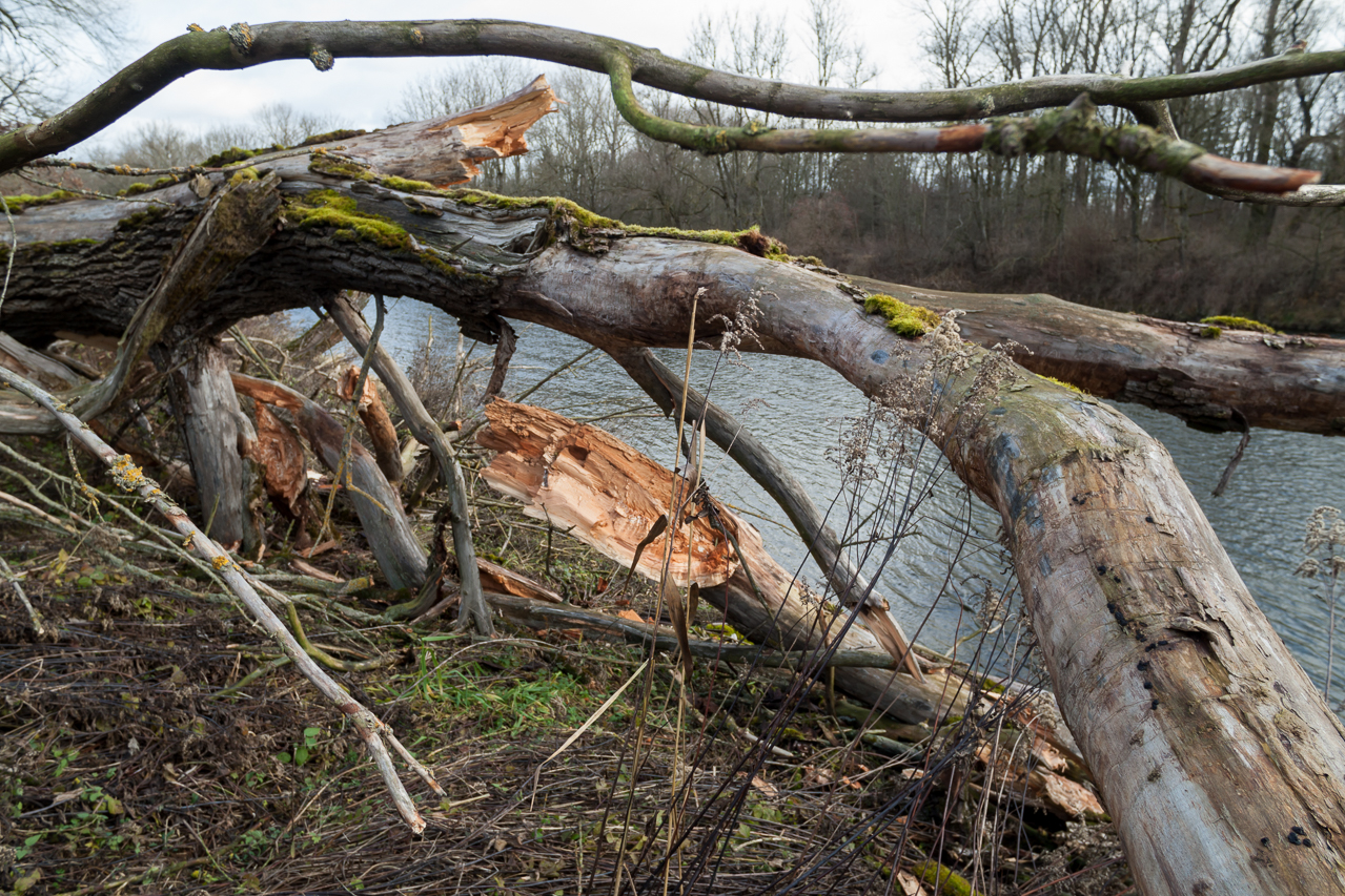 Windbruch an der Isar