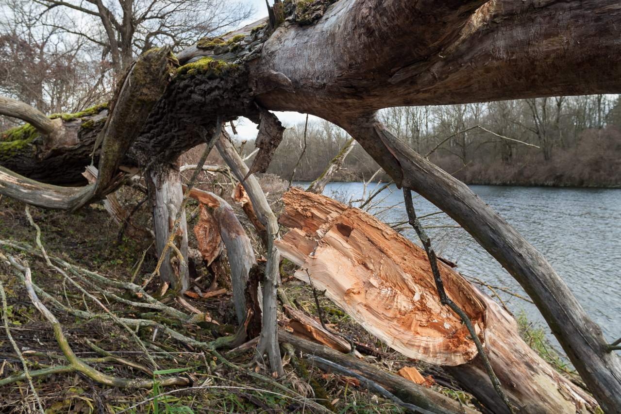 Windbruch an der Isar