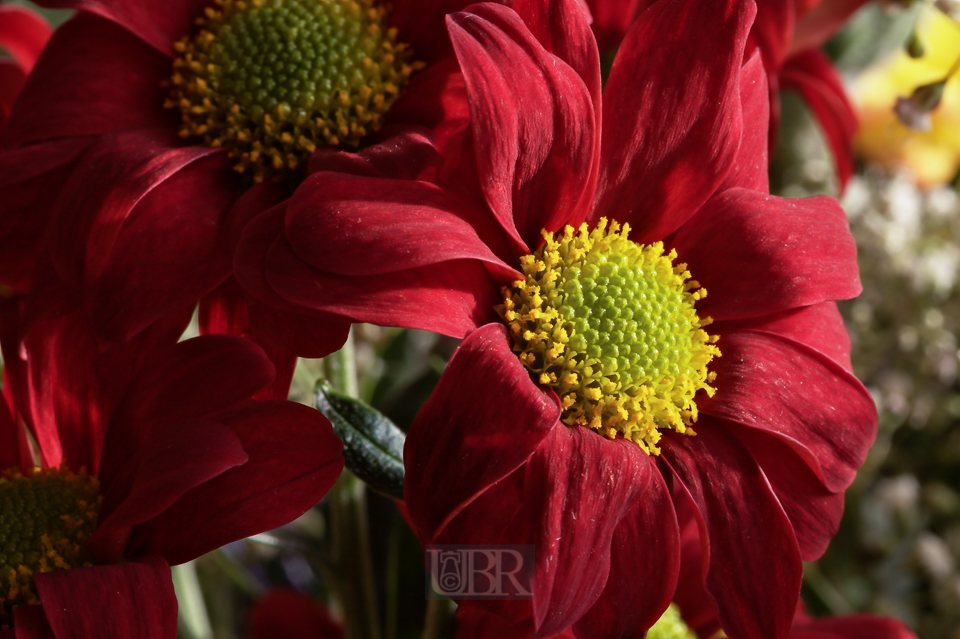 gerbera_u58_01