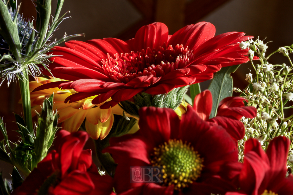 gerbera_u58_03