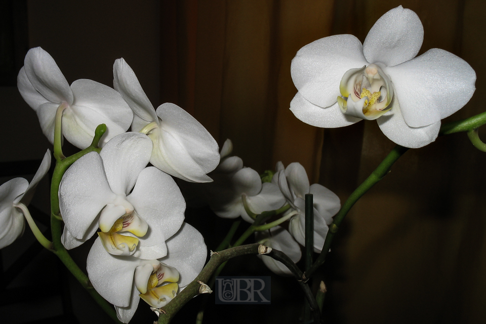 orchidee_623