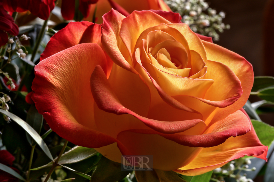 rose_u58_01