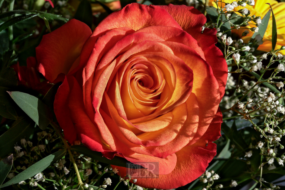 rose_u58_02