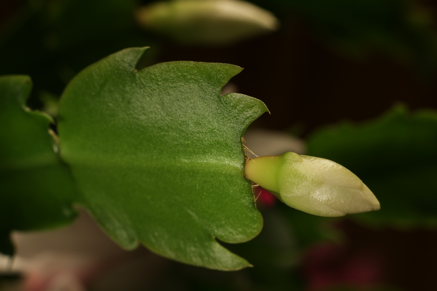 50 mm  0,7 Sek. bei f / 11