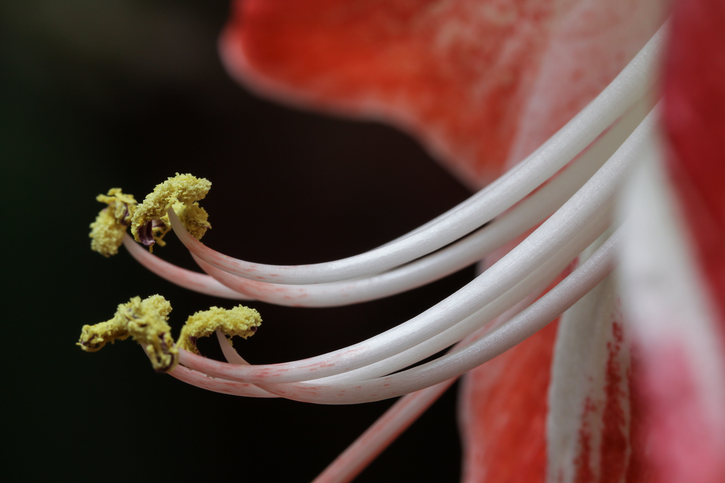 60 mm  1/60 Sek. bei f / 8,0