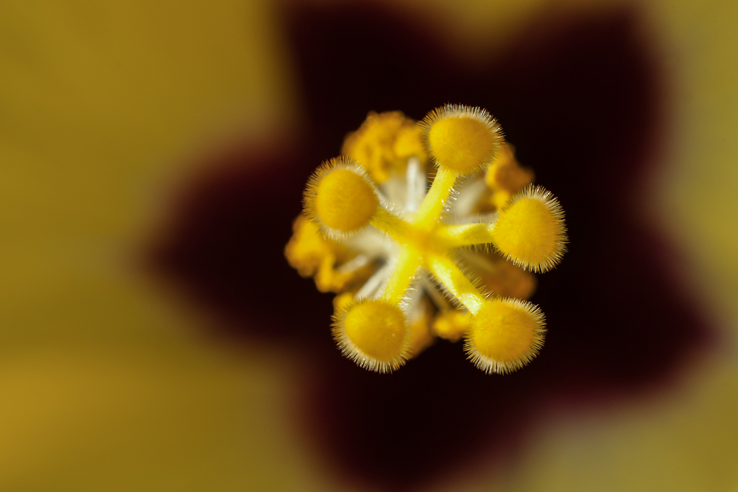 50 mm  1/60 Sek. bei f / 6,7