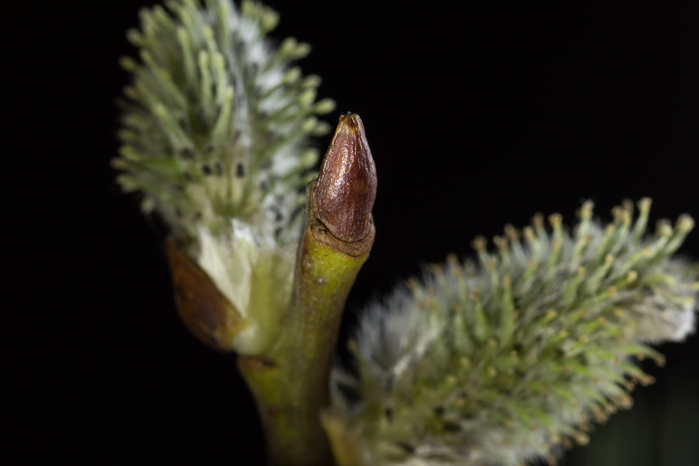 100 mm  0,6 Sek. bei f / 11