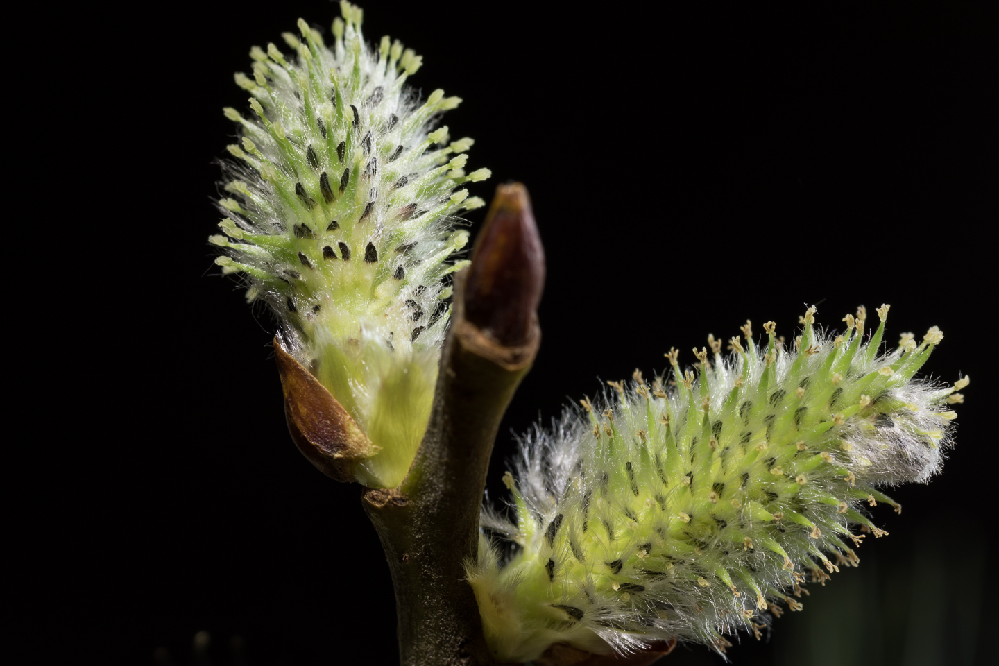 100 mm  0,6 Sek. bei f / 11