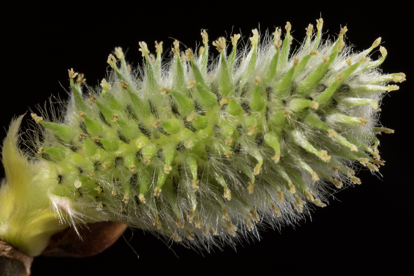 100 mm  1,0 Sek. bei f / 16