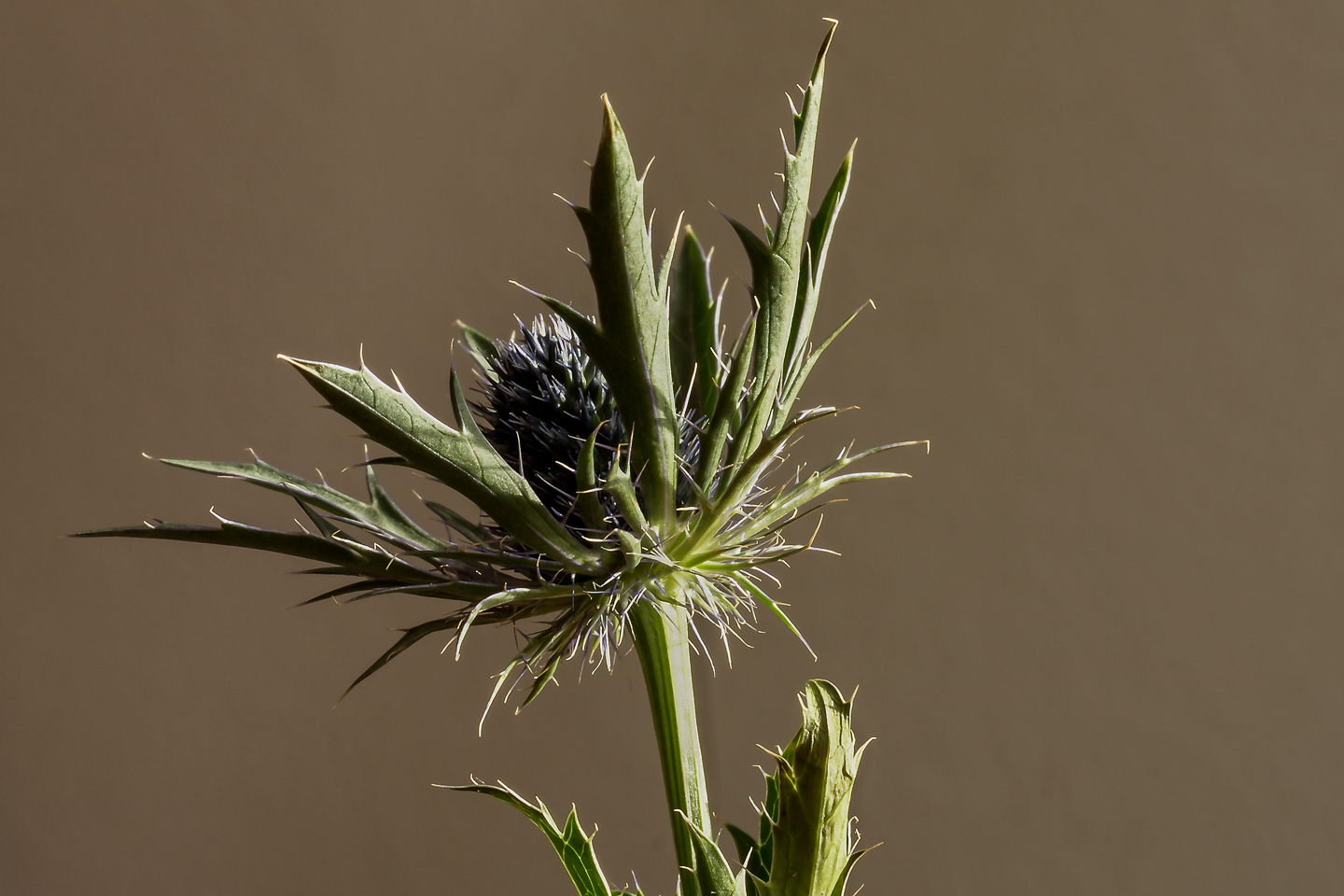 60 mm  0,3 Sek. bei f / 19