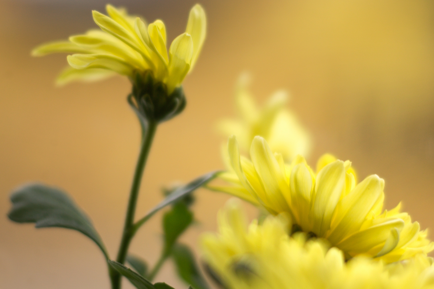 50 mm  1/50 Sek. bei f / 2,0