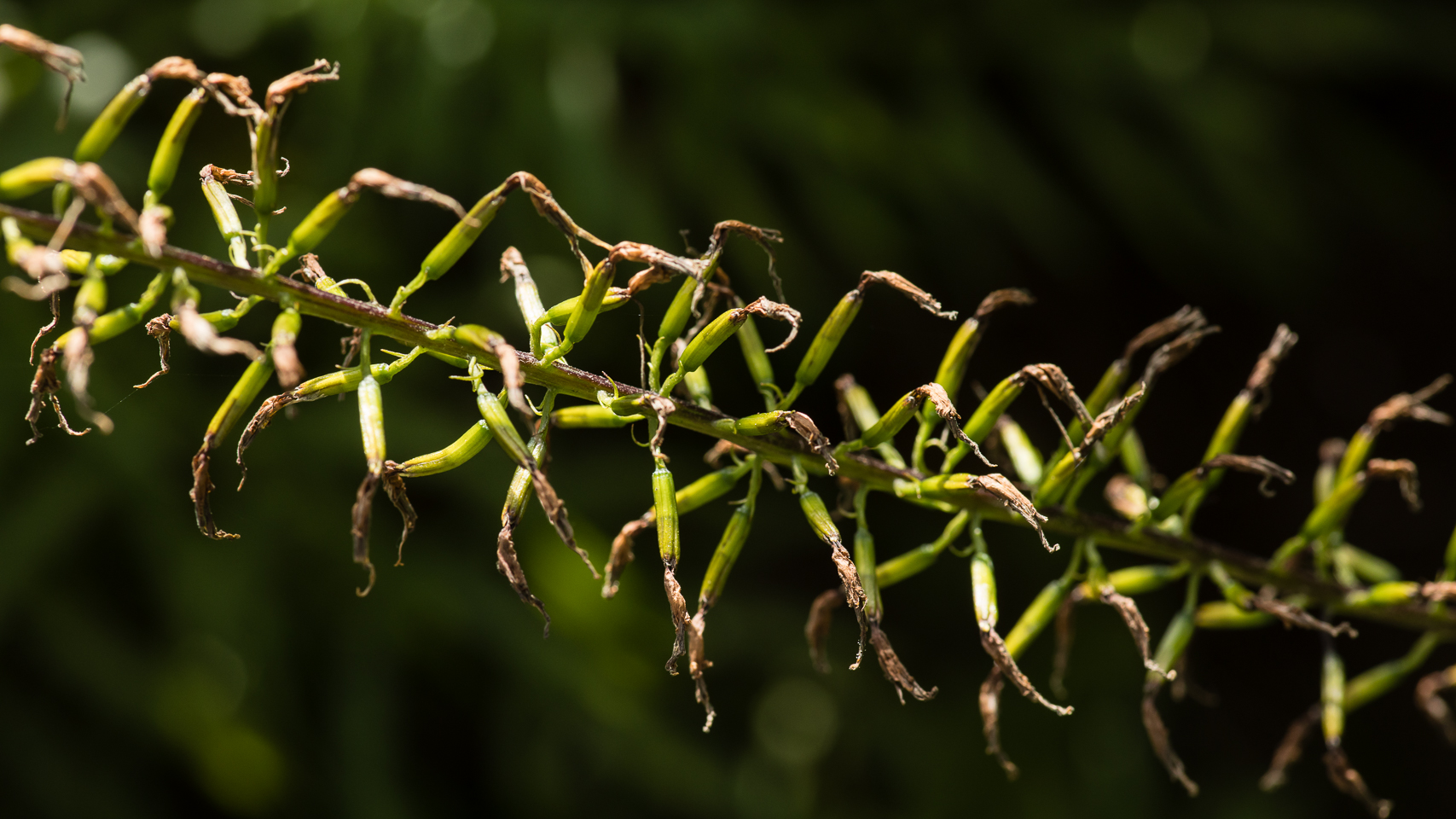 100 mm  1/160 Sek. bei f / 8,0