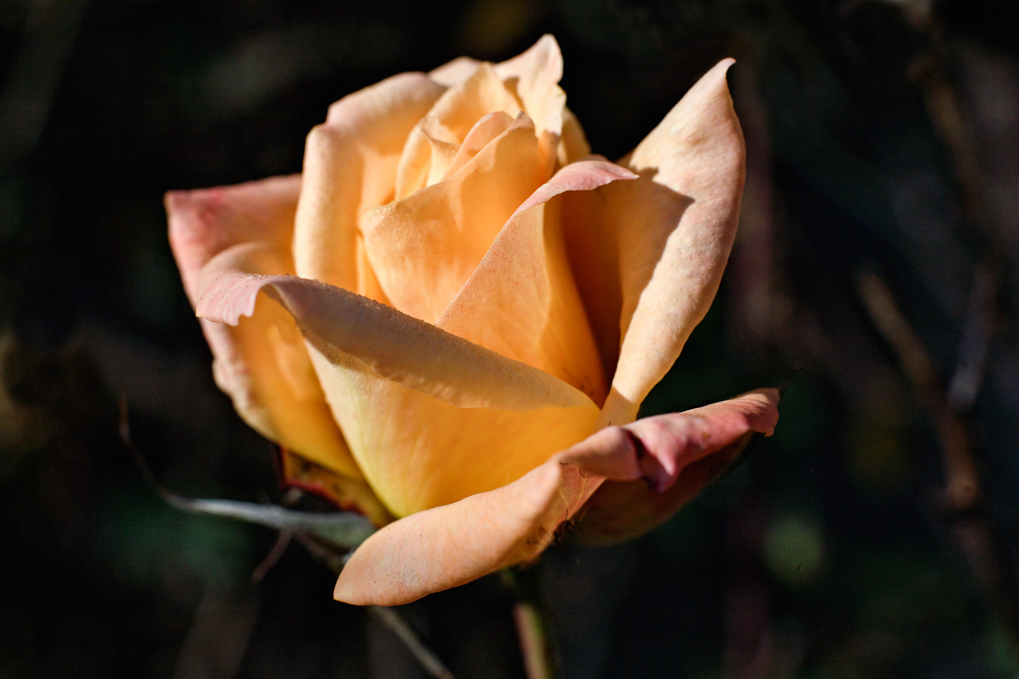 50 mm  1/750 Sek. bei f / 8,0