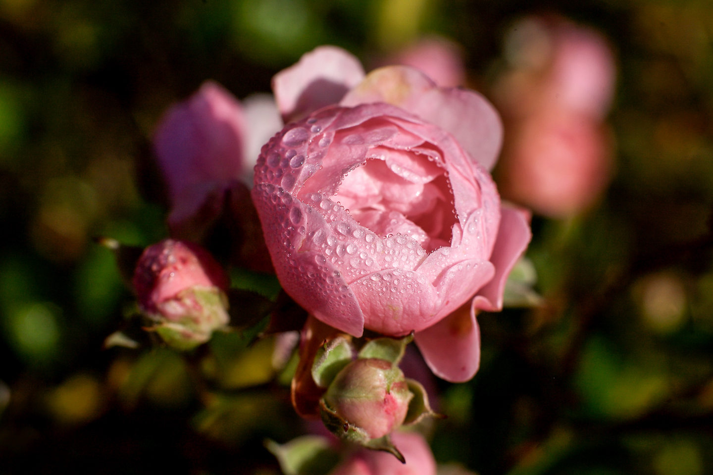 50 mm  1/250 Sek. bei f / 8,0