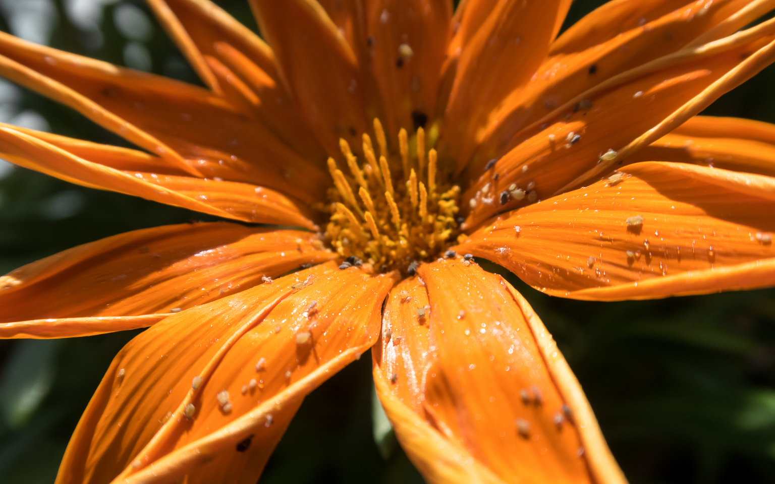 13.61 mm  1/1600 Sek. bei f / 5,6