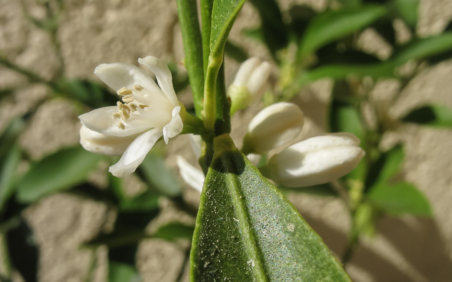 7.3 mm  1/1000 Sek. bei f / 6,3