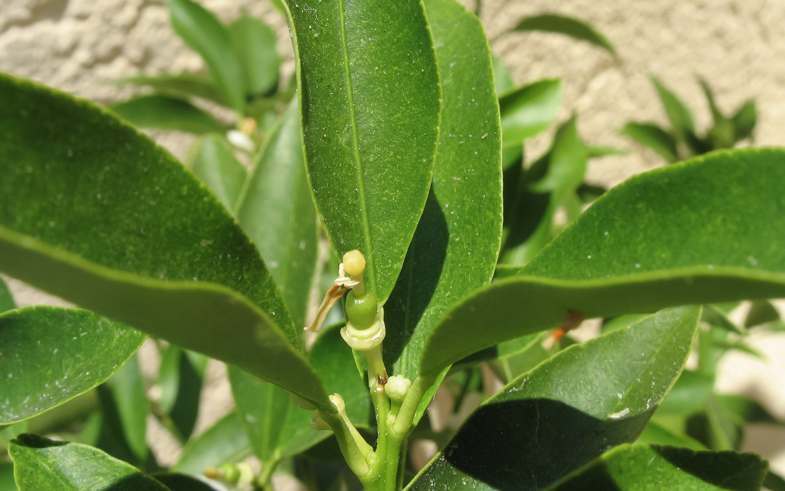 7.3 mm  1/640 Sek. bei f / 6,3