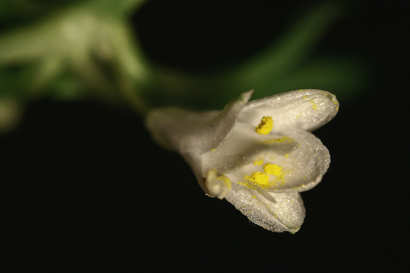 300 mm  0,5 Sek. bei f / 11