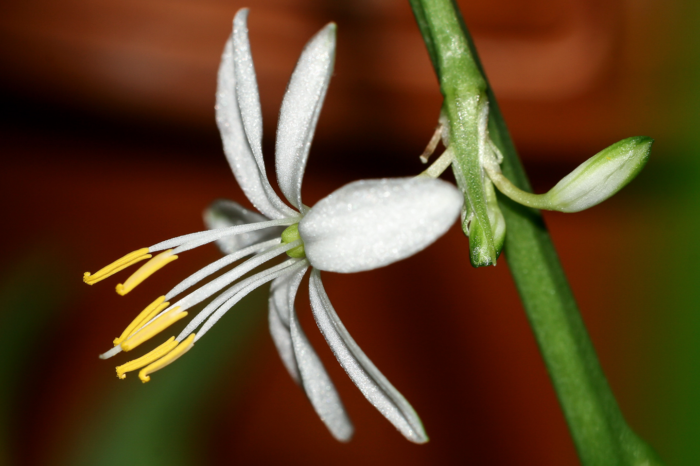 150 mm  1/250 Sek. bei f / 8,0